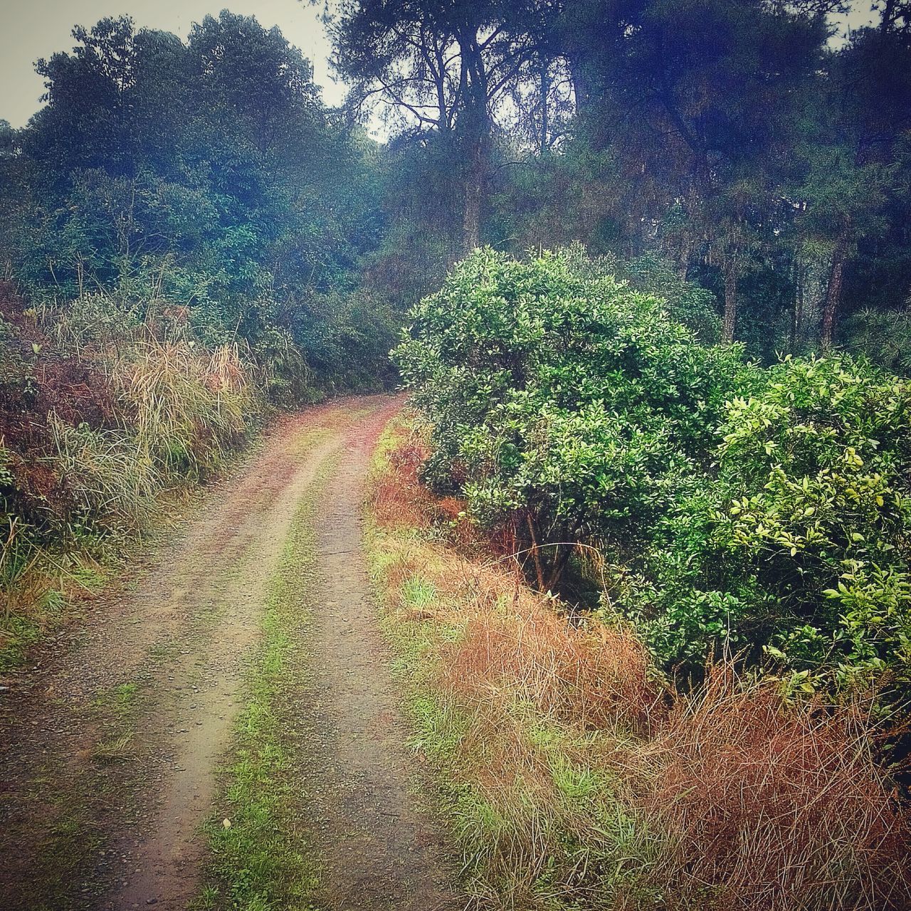 the way forward, growth, tree, plant, nature, green color, sunlight, tranquility, dirt road, diminishing perspective, footpath, grass, outdoors, day, no people, beauty in nature, tranquil scene, transportation, forest, vanishing point