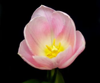 Close-up of pink flower against black background