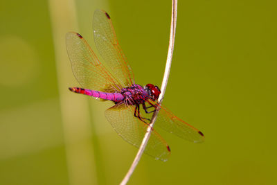 Close-up of dragonfly on stick