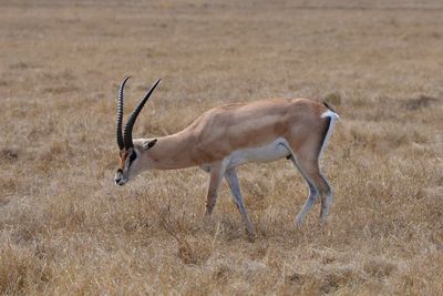Side view of a horse on field