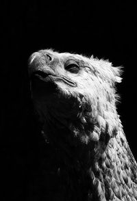 Close-up of an animal head