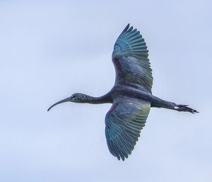 Low angle view of a bird flying