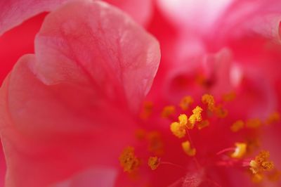 Close-up of pink flower