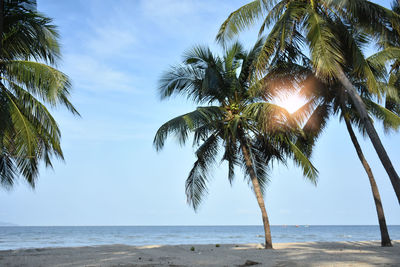 Sunshine light in morning time though palm trees on beach against sky