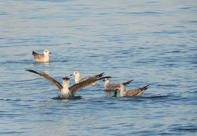 Seagulls swimming in the sea