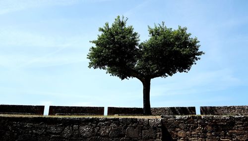 Low angle view of tree against sky