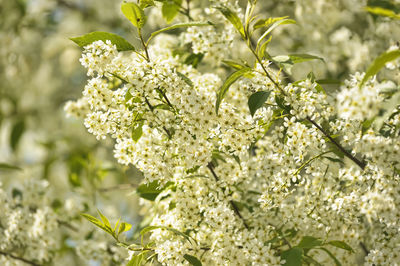 Close-up of white flowering plant