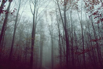 Trees in forest during winter