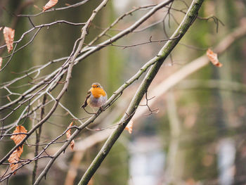 Bird perching on a branch