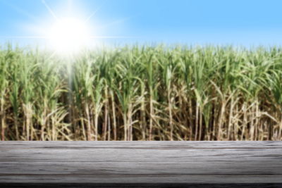 Scenic view of agricultural field against sky on sunny day