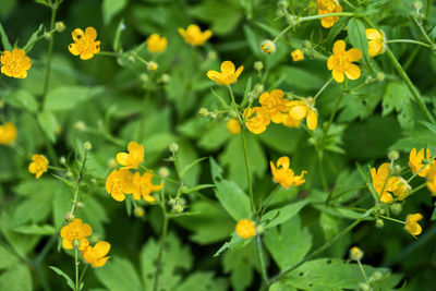 Close-up of yellow flowering plants