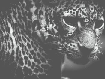 Close-up of portrait of leopard