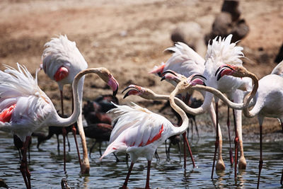 Birds in lake on sunny day