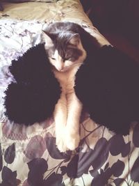 Cat looking away