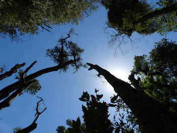 Low angle view of trees against clear sky