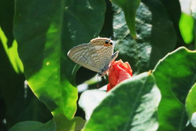 Close-up of butterfly perching on flower