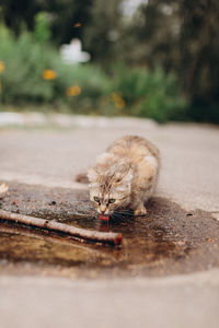 High angle view of cat drinking water from street