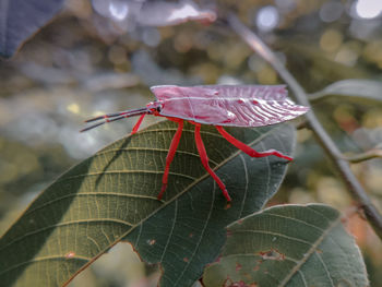 Close-up of insect on flower