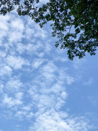 Low angle view of tree against sky