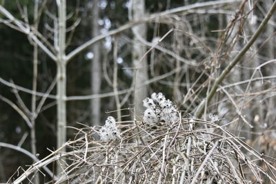 Close-up of dried plant