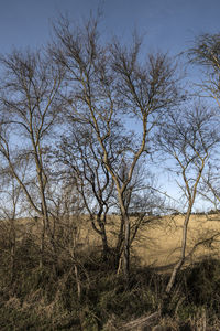 Bare trees on field against sky