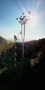 Plants growing on tree against sky