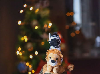 Close-up of teddy bear at night
