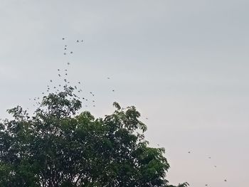 Low angle view of bird flying in the sky