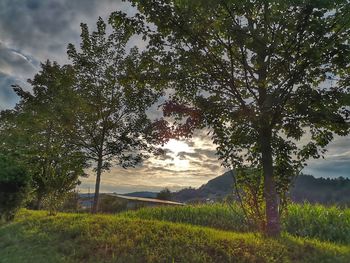 Trees on field against sky