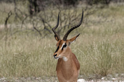 Deer standing on field