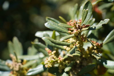 Close-up of flowering plant