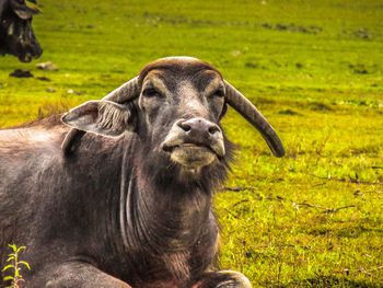 Close-up portrait of horse on field