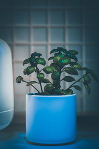 Close-up of potted plant on table at home