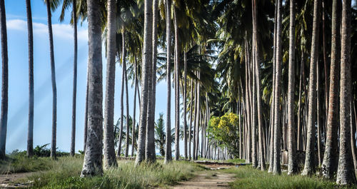 Trees growing in forest