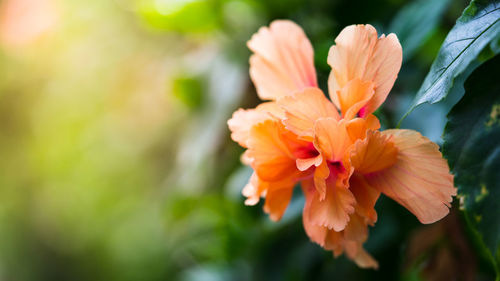 Close-up of orange flowers along the road and evening sunset bokeh.