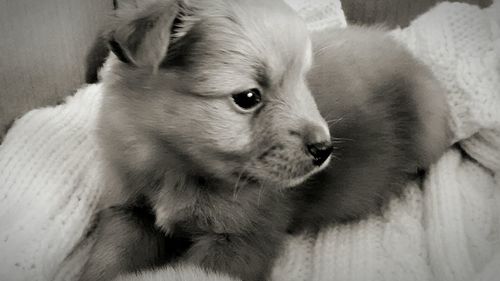 Close-up of dog at home