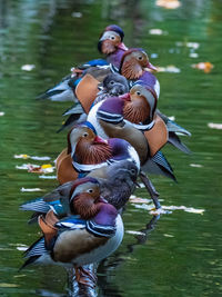 Duck swimming in lake