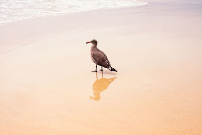 Bird on beach