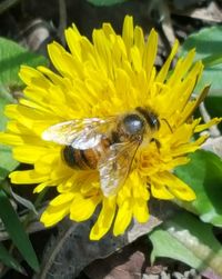 Close-up of bee pollinating on yellow flower