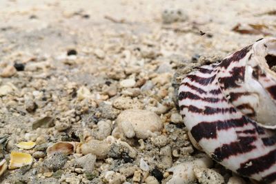 Close-up of shells on sand at beach