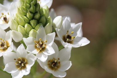 Close-up of white flowering plant