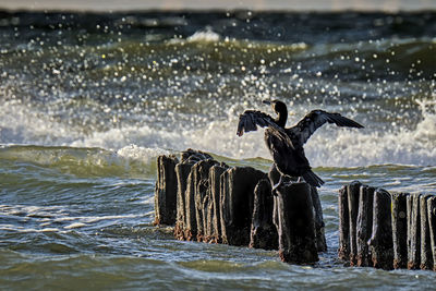 Bird flying over sea