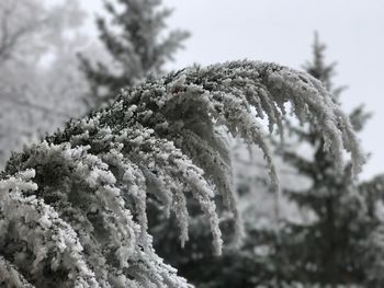 Close-up of tree against sky during winter