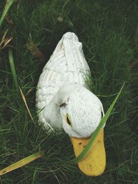 Close-up of bird in grass