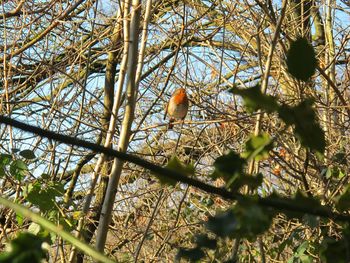 Low angle view of bird perching on tree