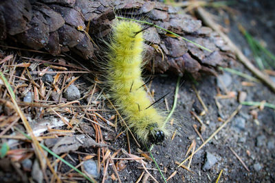 High angle view of insect on land