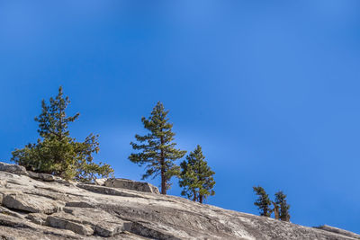 Low angle view of tree against clear blue sky