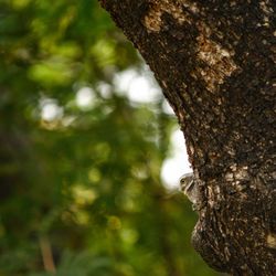 Close-up of lizard on tree trunk