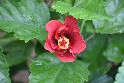 Beautiful background of red rose flower on background hibiscus with leaves garden of roses wallpaper