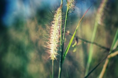 Close-up of reed grass